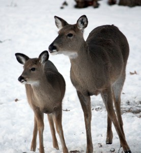 Goose Lake Prairie deer herd is at maximum threshold, so the State has implemented an antlerless only late-season hunt to thin the herd.