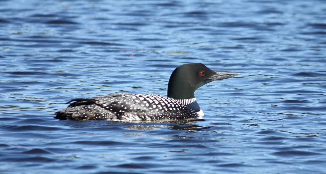 mercer_loon_2012