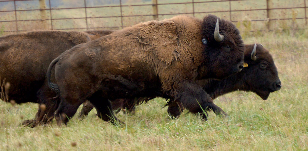 bison_bull_best