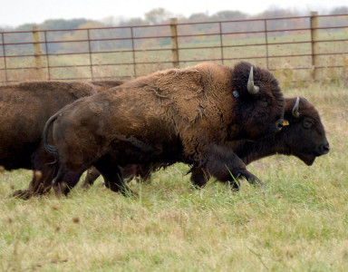 bison_bull_best